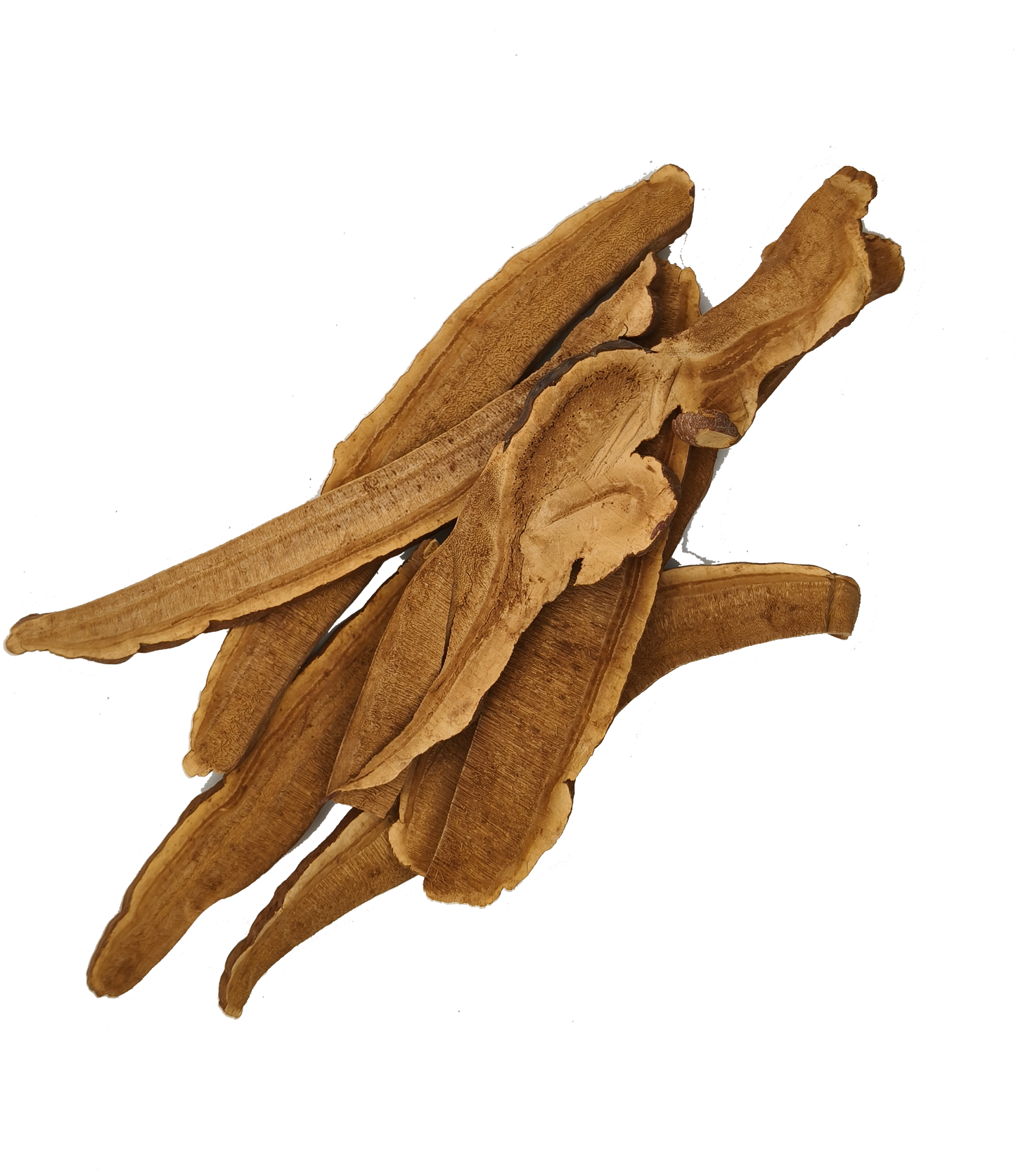 Ling Zhi - Reishi Mushroom (Ganoderma Lucidum)