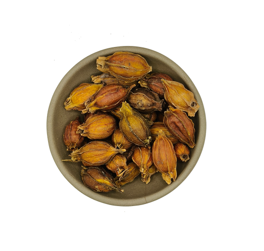 Zhi Zi-Fructus Gardeniae