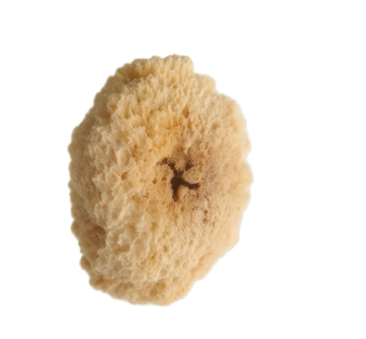 Yin Er White Wood Ear (Tremella Fuciformis)